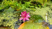 9th Sep 2021 - Solitary water lily