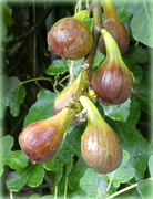14th Sep 2021 - Figs For Breakfast 