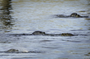 14th Sep 2021 - Harbor Seals At Play