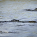 Harbor Seals At Play by jgpittenger
