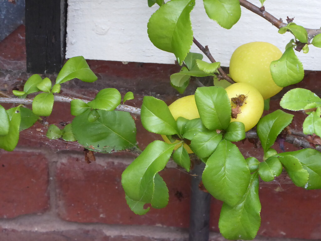 Quince - first time we have had fruit by snowy