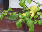 12th Sep 2021 - Quince - first time we have had fruit