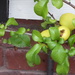 Quince - first time we have had fruit by snowy