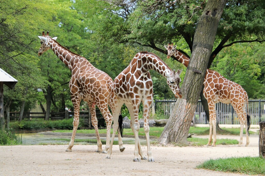 Giraffes Hanging Out by randy23