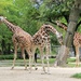 Giraffes Hanging Out by randy23