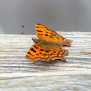 14th Sep 2021 - Comma Butterfly 