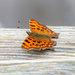 Comma Butterfly  by rjb71