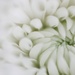 Chrysanthemum  by motherjane