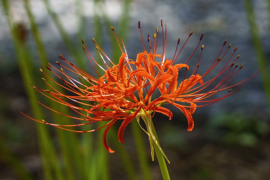Spider Lily by k9photo