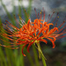 Spider Lily by k9photo