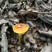 Bright Mushroom  by gratitudeyear