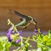 LHG-6602-hummer feeding on plant by rontu