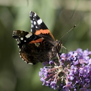 11th Sep 2021 - the red admiral