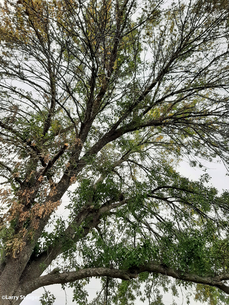 Ash tree by larrysphotos