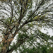 Ash tree by larrysphotos