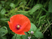 14th Sep 2021 - Just a Poppy