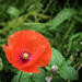 Just a Poppy by mumswaby