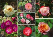 15th Sep 2021 - A Profusion of Roses