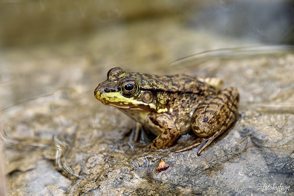 Just a frog by fayefaye