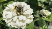 14th Sep 2021 - Busy Bee