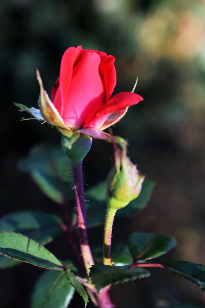 Rosebud by sandlily