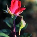 Rosebud by sandlily