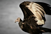 13th Sep 2021 - Black Vulture