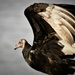 Black Vulture by kareenking