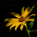 The Hairy Sunflower by kareenking