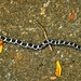 Juvenile Rat Snake by kareenking