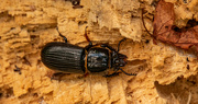 14th Sep 2021 - Beetle on the Log!