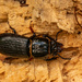 Beetle on the Log! by rickster549
