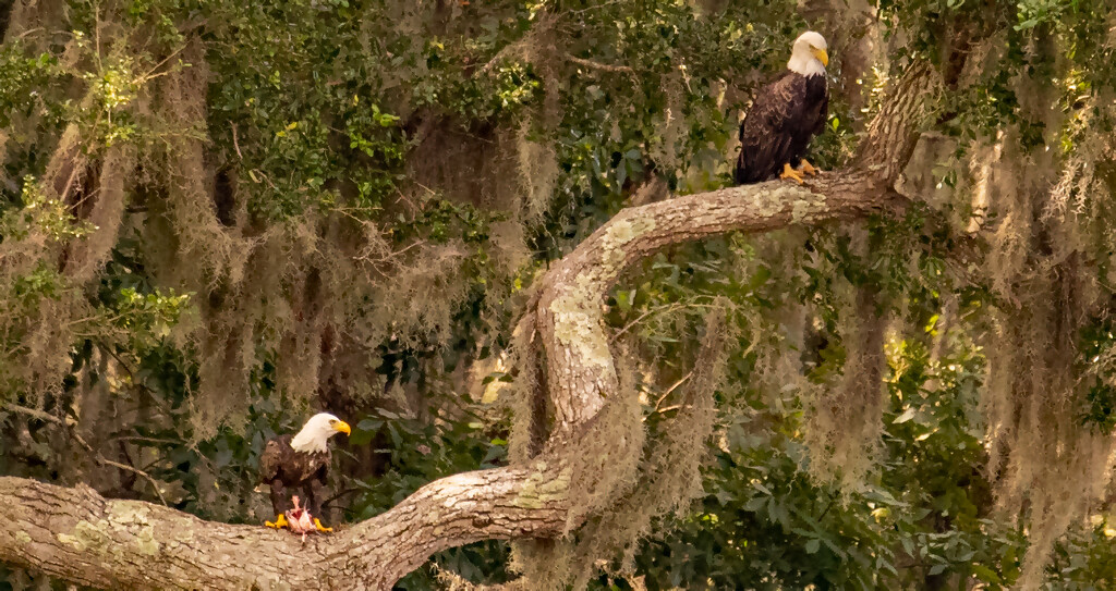 Bald Eagles, Having a Snack! by rickster549