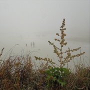 11th Sep 2021 - Walkers in the mist