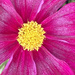 Cosmos Flower  by cataylor41
