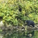 Black Bear by mitchell304