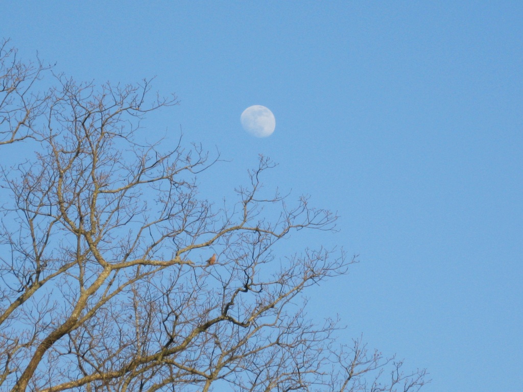 Blue skies,the moon, and a guest bird by cjwhite