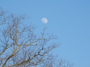 16th Jan 2011 - Blue skies,the moon, and a guest bird