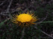 13th Sep 2021 - Asteraceae Xerochrysum bracteatum - Golden Everlasting Daisy