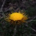 Asteraceae Xerochrysum bracteatum - Golden Everlasting Daisy by robz