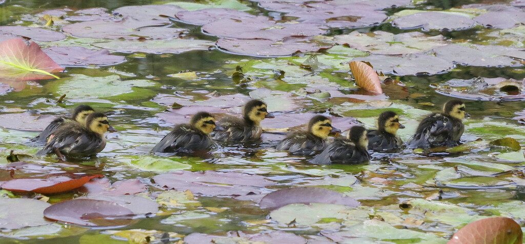 Camouflage ducklings by gilbertwood