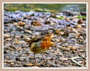 15th Sep 2021 - Robin At The Water's Edge