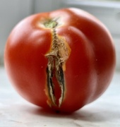 14th Sep 2021 - Broken tomato