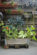 15th Sep 2021 - square foot garden