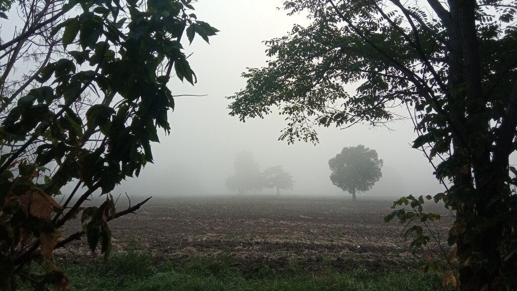 Утренний туман by natalytry