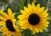 15th Sep 2021 - Happy sunflowers