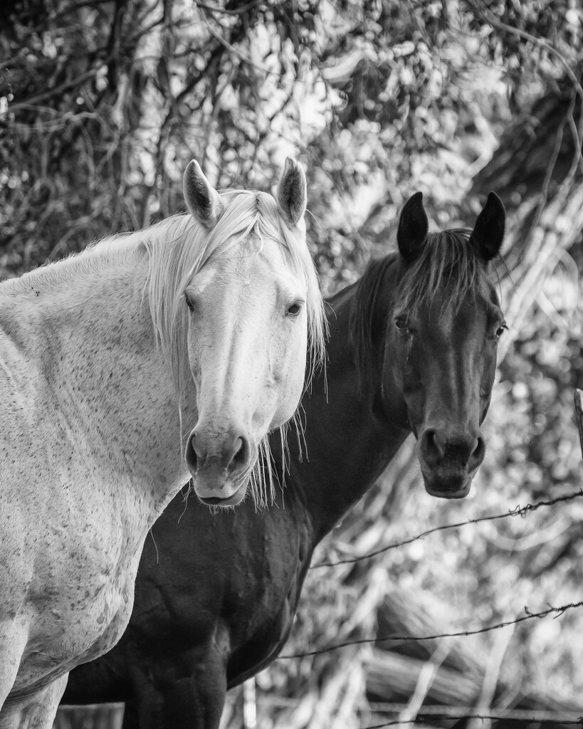black and white by aecasey