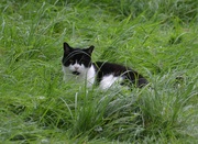 15th Sep 2021 - Hidung in the long grass