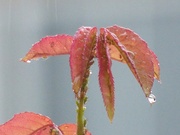 15th Sep 2021 - Greenfly sheltering from the rain