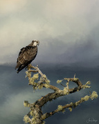 15th Sep 2021 - Osprey Keeping His Eye Out for Breakfast 